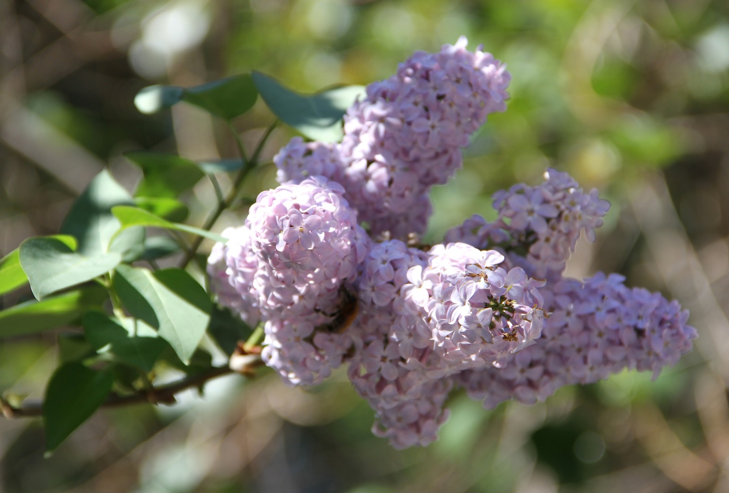 Syringa vulgaris / Lill, Serenella